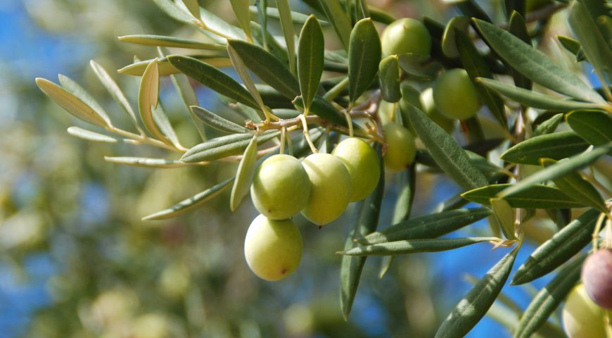 Época de aplicar potasio en el cultivo del olivar