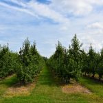 La importancia del potasio y el calcio en el cultivo de frutales
