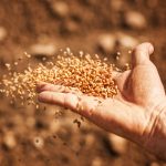 Fertigota Reactiva: la elección ideal para tu cultivo de cereal