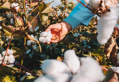 Todo lo que necesitas saber sobre la fertilización del cultivo del algodón