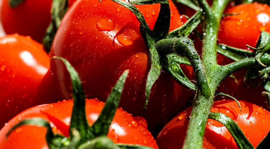 Fertilización del cultivo del tomate para industria