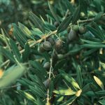 Recomendaciones para la fertilización del olivar